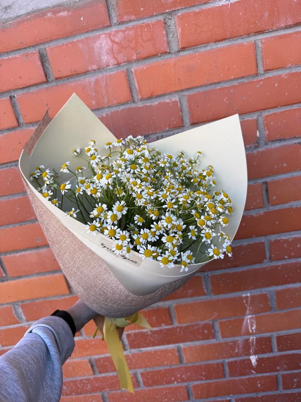 Ромашковое поле КОМЕНДА