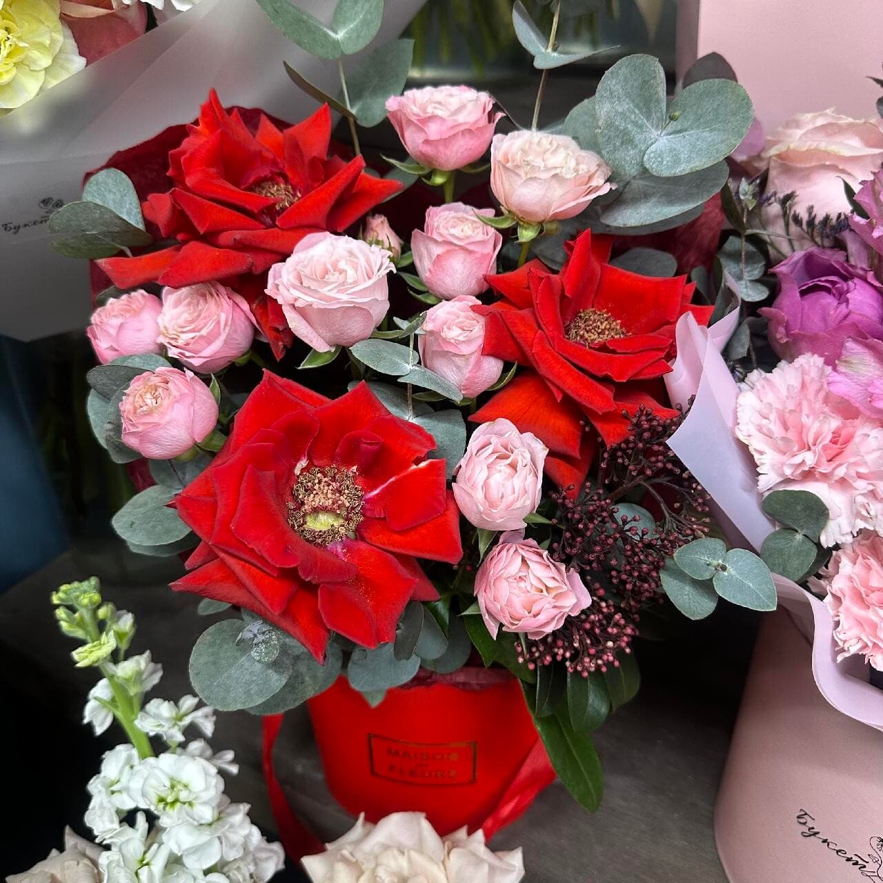 Алая заря SENO